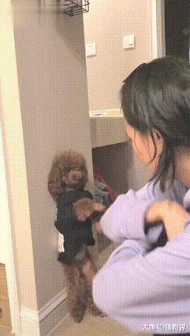 主人让狗子罚站, 主人: 你要气死我啊! 狗子: 消消气……气大伤身