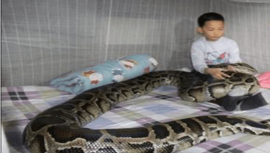世界上最大的蛇, 看一眼都让人害怕, 还有人敢当宠物饲养