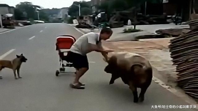 大叔你到底对这头母猪做了什么? 追着你跑, 满大街只追你一个?