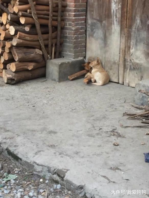 把洞堵住都挡不住狗秀恩爱, 我是不是应该成全它们?