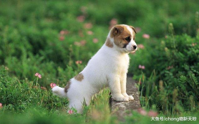 买狗不能贪小便宜, 下面这几种情况, 一定不要考虑