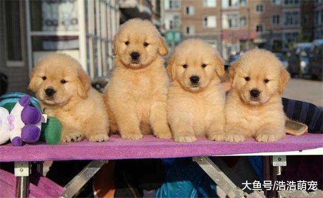 金毛生下一窝小金毛, 朋友拿去狗市去卖, 路人却不敢卖