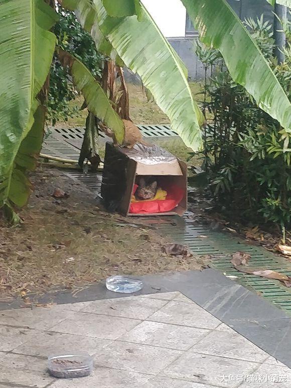妹子发现了一窝可怜的流浪猫, 下雨只能被淋湿, 寻找好心人收养