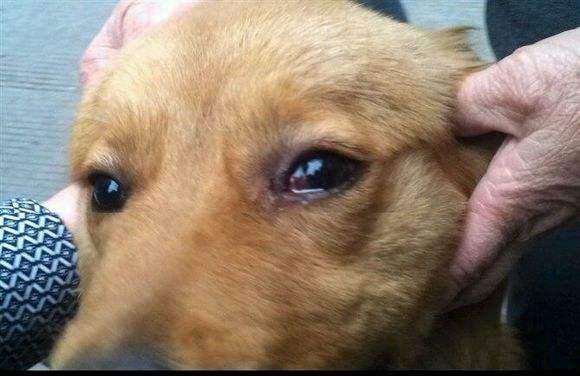 狗狗哭吧哭吧不是罪, 伤心的话哭也可以的! 到底是为了什么哭?