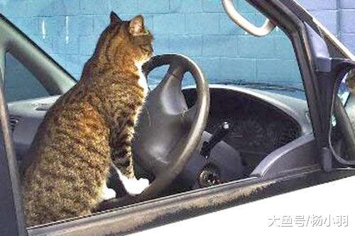 网友下车卸货的功夫, 发现驾驶座来个新司机, 笑喷: 有驾驶证吗?