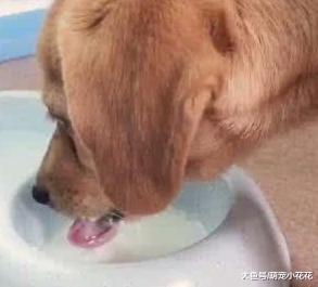 狗狗发烧怎么办?