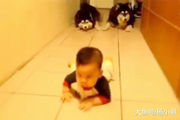 家里来了个宝宝, 很快把两只阿拉带偏, 主人: 跟二哈不是兄弟吗?