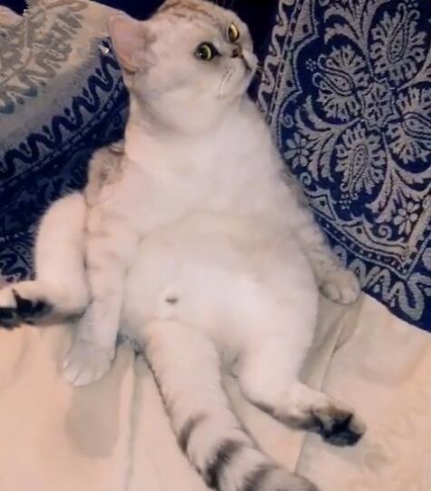 铲屎官无聊瞪猫咪玩, 结果却被喵星人强势反击亮瞎双眼!