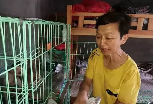 七旬老人为救猫狗, 低头求人, 辛酸救助看哭众人...