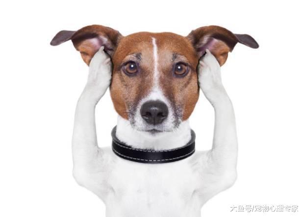 狗狗耳朵有异味, 清洁方法不当, 反而容易引起耳道疾病