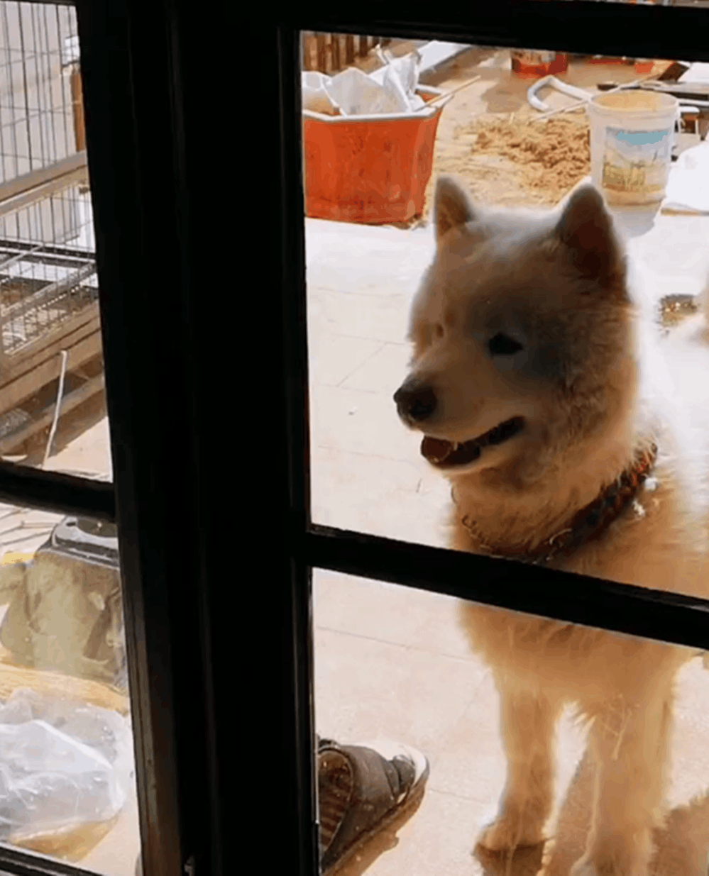 聪明萨摩口渴自己接水喝, 还会拧开水龙头, 网友: 这狗不纯……