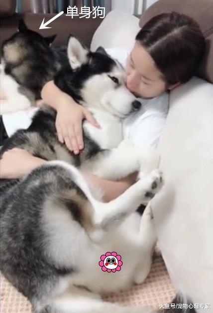 二哈被女主人抱在怀里, 表情十分享受: 这搞得我都不好意思拆家了
