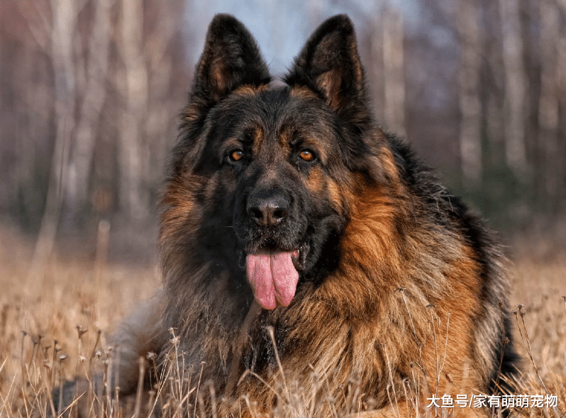 没有月入过万, 不要养这5种狗狗, 真的养不起!