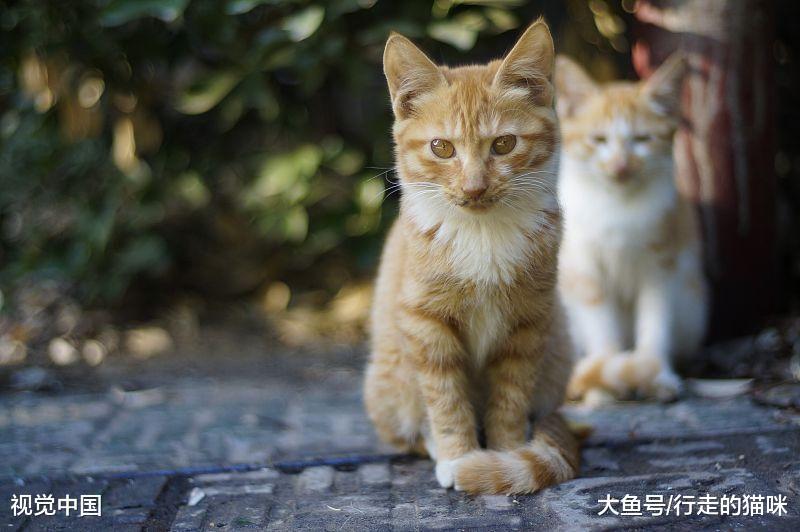 野猫和流浪猫有什么区别