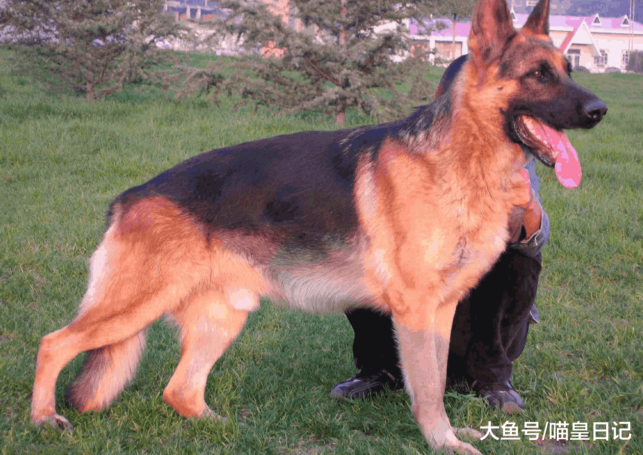 不建议在城市中养德国牧羊犬的三个理由, 想养的人要慎重考虑!