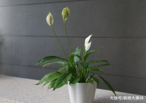 新房入住半年还有甲醛? 聪明人都懂得养这几种植物, 难怪身体健康