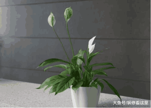 家里有甲醛残留? 养上这些植物, 再也不用担心啦