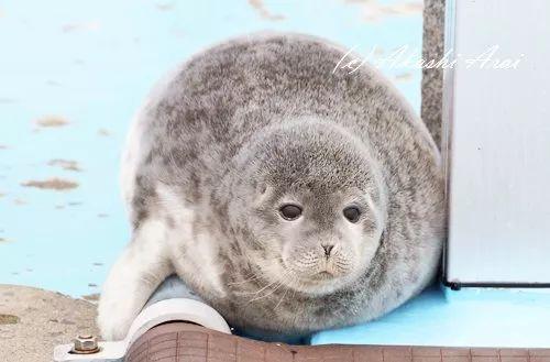 大家注意了, 毛绒绒的海豹这次又来抱团卖萌了