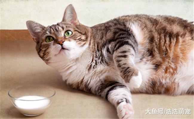 养猫跟养娃真的一样吗? 养猫专家: 说了别不信, 是一样的!