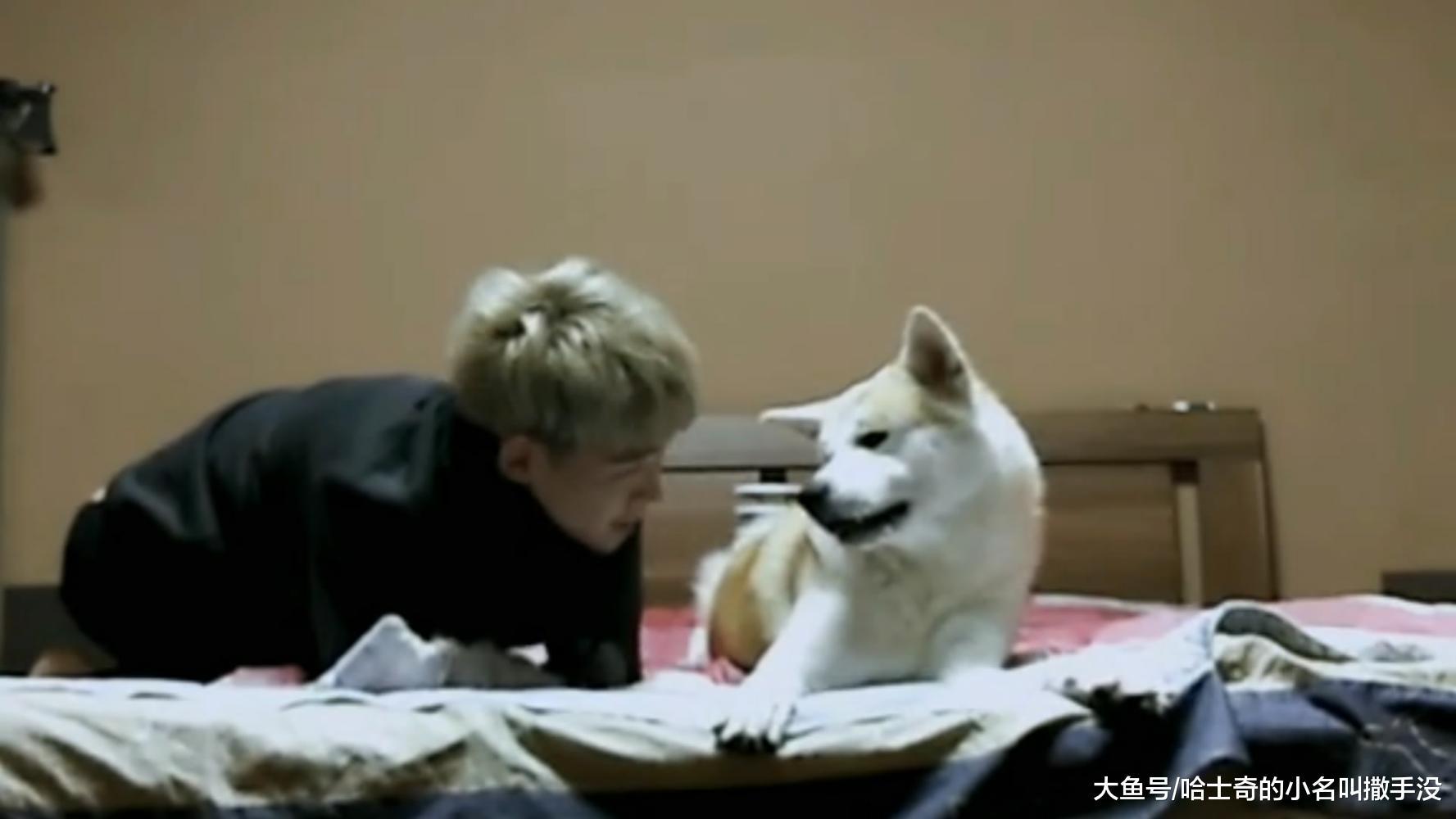 狗狗: 吃我一记铁头功, 玩的正嗨呢, 傻狗转眼就给了一头锤, 真疼