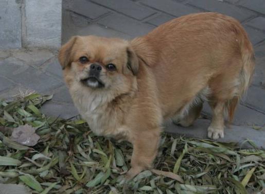 好心人让流浪狗进屋取暖, 狗狗却怕弄脏地不愿进, 好人不禁落泪