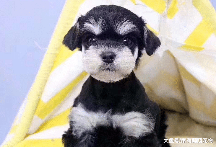 5种非常好养的狗狗, 有1种是最忠诚的狗狗, 你喜欢哪个?