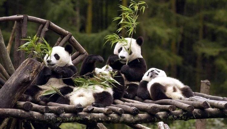 国宝熊猫生娃有多逆天? 怀孕不想生能够自动终止妊娠, 网友: 任性