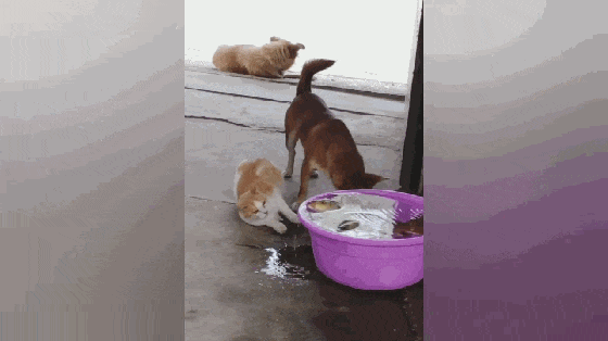 猫咪偷鱼, 田园犬一爪将猫拍走, 狗: 不许偷主人的鱼……