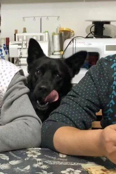 谁说土狗土了? 那你是没见过这样子的它们!