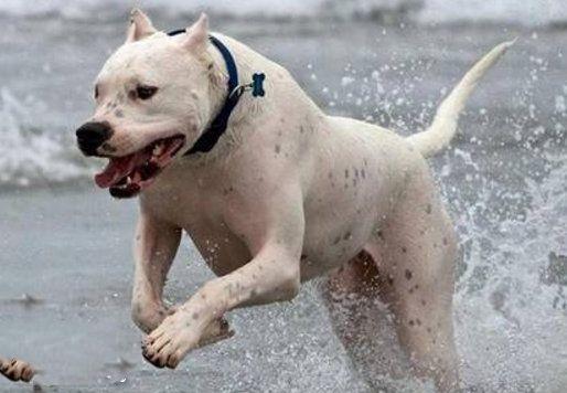 世界10大猛犬, 藏獒第六, 日本土佐第三, 第一没有痛觉