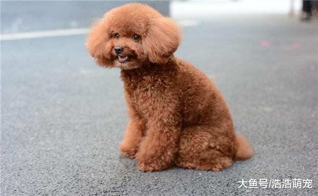 最烧钱的四种狗和最省钱的狗有啥区别? 省钱的有一点剩饭就够了