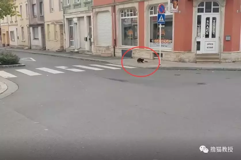 猫咪看见对面有老鼠, 毫不犹豫就冲过去可最后这结局是怎么回事?