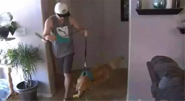 金毛前腿残疾似霸王龙, 主人坚持为爱犬治疗, 努力帮它学会行走!