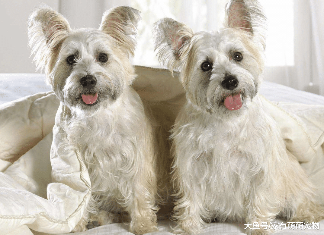 养狗会让人改变很多, 若有这5种情况, 说明你已经离不开狗子了!