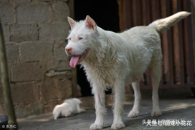 中国本土狗当中, 这6种人气最高, 哪种才是你的最爱?