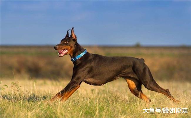 想养杜宾犬? 看完他的五个缺点后, 你还想养吗?