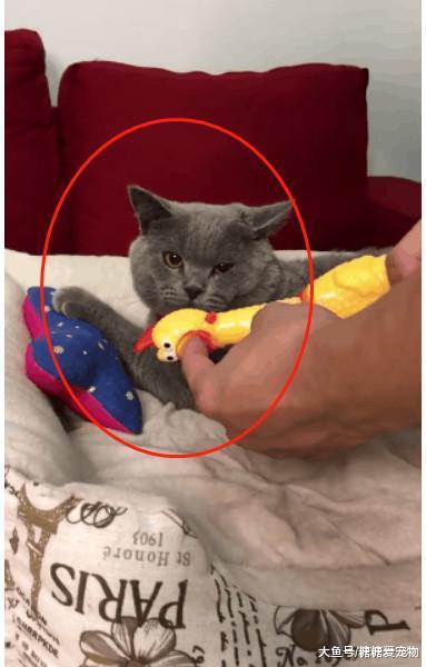 蓝猫总是咬人, 主人拿“尖叫鸡”教育它, 猫: 够了, 你别太过分了