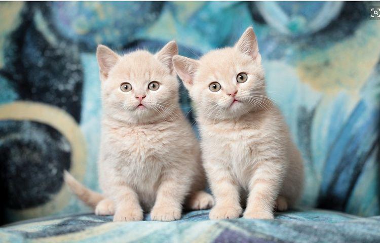 猫咪被剃毛后, 食欲大增, 居然还练出了腹肌, 网友: 这腹肌没谁了