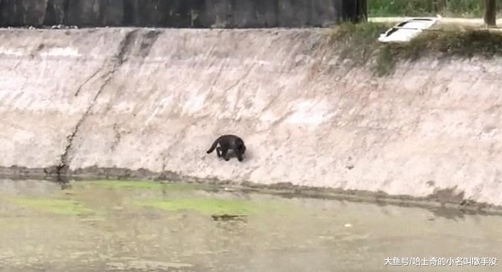 第一天看鱼塘, 就被黑猫偷了一条5近重的鱼, 比猫还长, 怎么破?