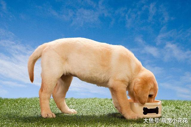 没养过狗的人要怎么起步? 新手养狗大全, 学不会是我的错!