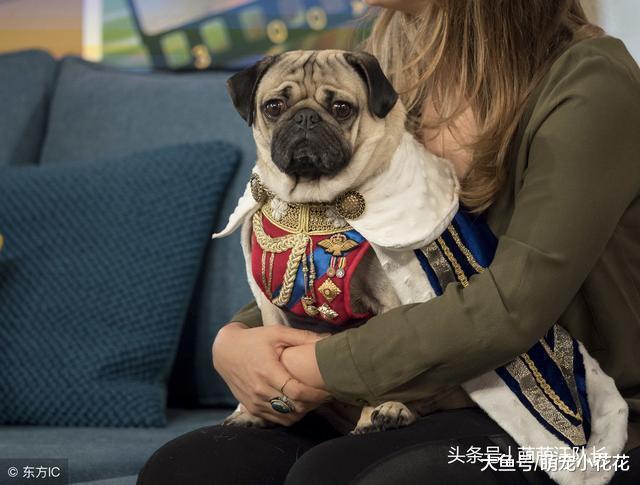 中国本土狗当中, 这6种人气最高, 哪种才是你的最爱?