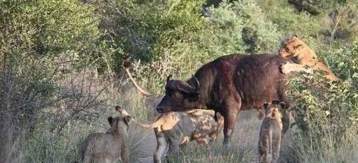 一头野牛遭遇狮群围攻, 挣扎中将牛角扎进狮子胸口, 看着好痛!