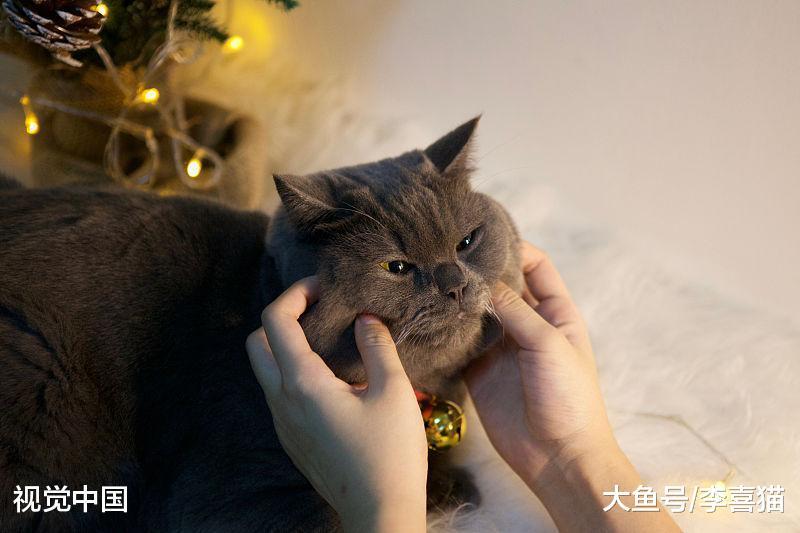 猫咪真的养不熟吗? 可别甩锅了, 猫咪是否亲人完全取决于铲屎官