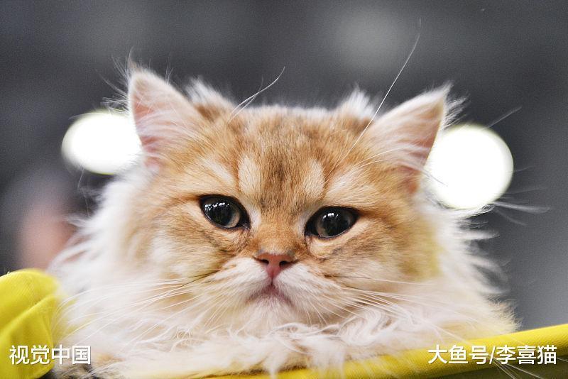 猫咪的性格跟品种之间没有强关联, 只要你肯付出, 它们都是小天使