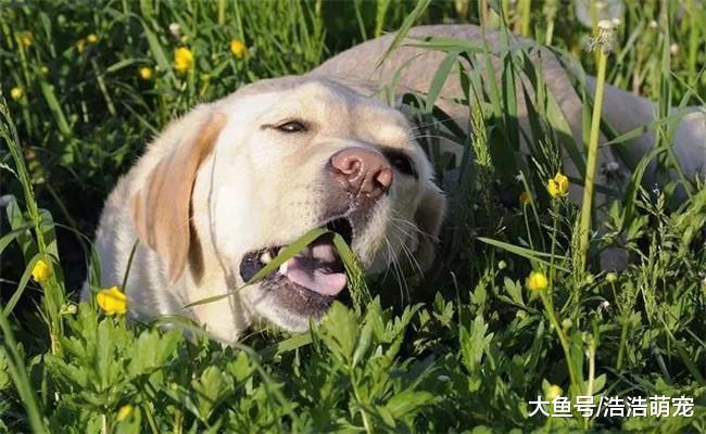 为什么狗狗会去吃草? 原因有五个, 看完涨知识了