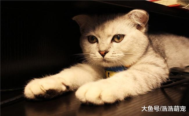 把你当亲人的猫咪会有5种表现, 宠主别误解了, 不知道的了解下