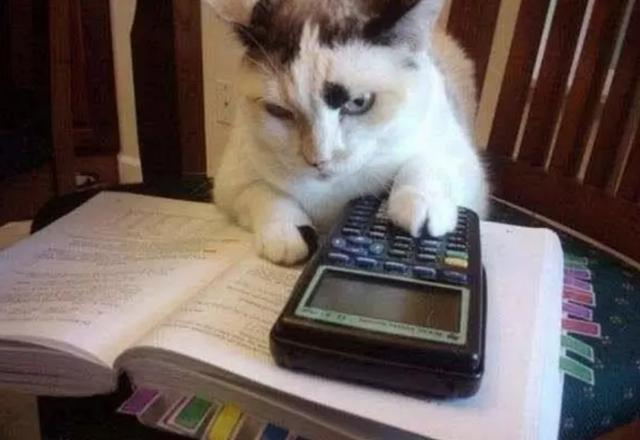 关于猫咪的大脑, 你知道的有多少?