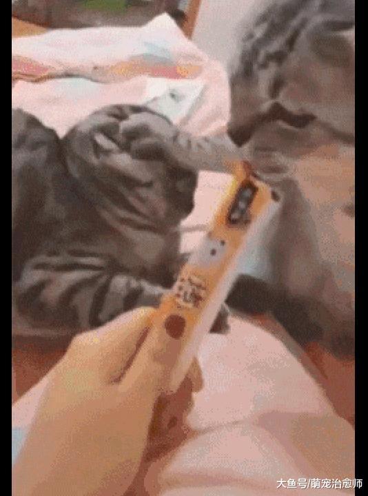 主人喂两只猫吃零食, 其中一只猫用爪子按住同伴的头, 好霸道啊!