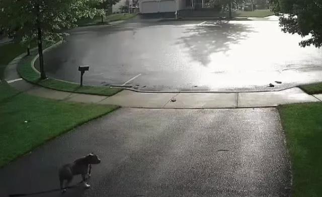 小朋友带自家狗遛弯, 突然发现不对劲, 但已经晚了!