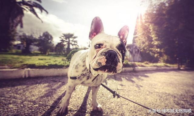 你知道吗? 这5类人确实不适合养法国斗牛犬!